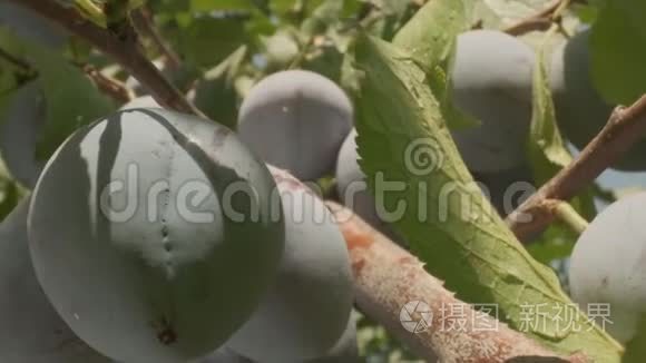 梅兰花在阳光明媚的夏日