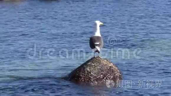 海滩上的野生动物视频