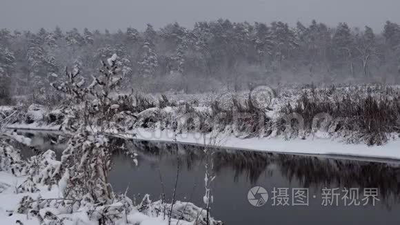 冬天茂密的松林覆盖着大雪视频