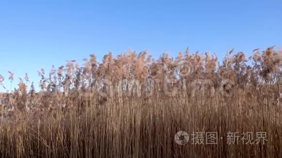 湖上芦苇的美丽景色视频