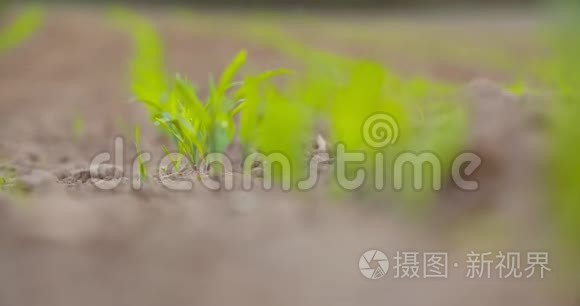 农田耕地种植作物视频