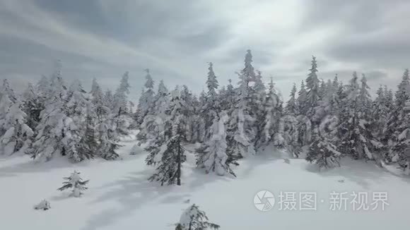 冬天的雪林