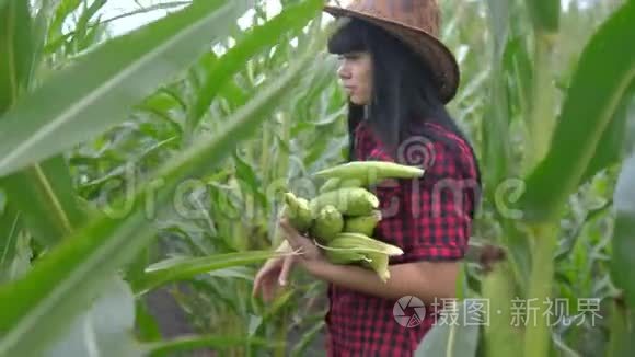 智慧生态是一种收获农业的耕作理念。 农民女孩植物研究员收割玉米芯的生活方式