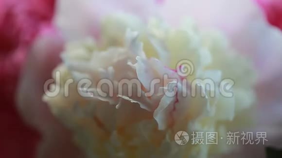 视频白色和粉红色牡丹花瓣花蕾视频