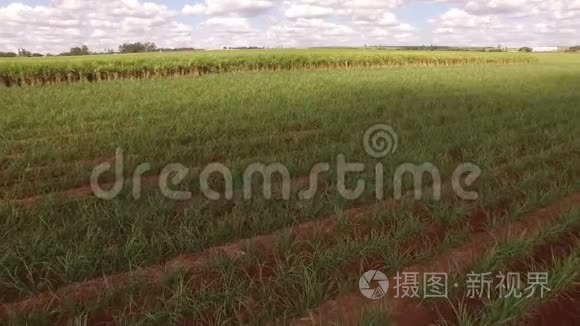 甘蔗种植园空中视频