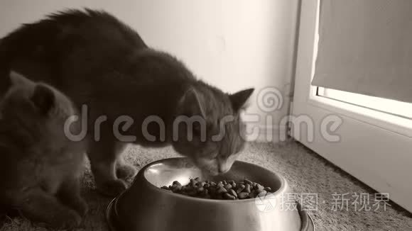 小猫从碗里吃宠物食物视频