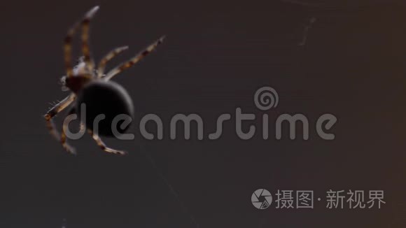 蜘蛛织网视频