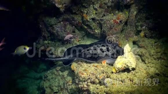 黑色黄貂鱼游过深岩礁。