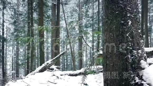 飘过白雪中美丽的森林树