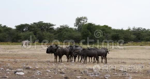 纳米比亚非洲野生动物狩猎协会视频