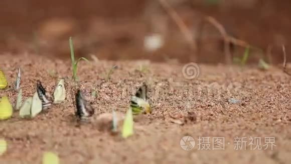 蝴蝶在地上常见的杰伊，石墨抗噬伊坦普蒂巴特勒，小草黄，条纹信天翁