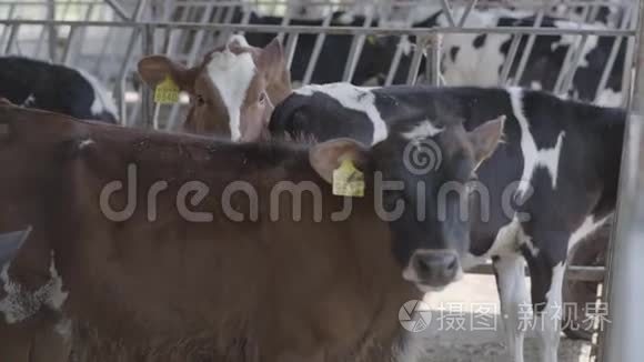 在现代农场上进行冷冻喂养。 关闭牛奶场的奶牛饲养。 奶牛场的奶牛吃干草。 有奶牛。