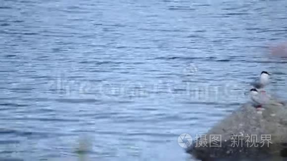 美丽的北极燕鸥群视频