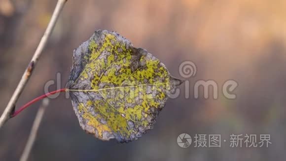 黄树叶映衬着湛蓝的秋天视频