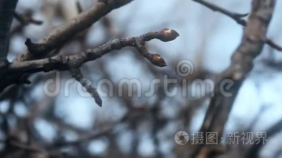 大景观大枝芽梨剪影自然视频