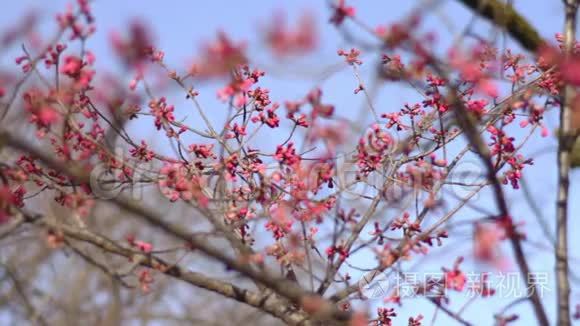 东京公园的樱花