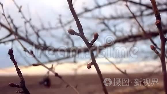 巨大的枝芽梨轮廓自然景观日落视频