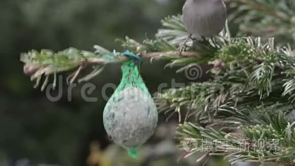 雄鸟麻雀在鸟肥球上寻找种子视频