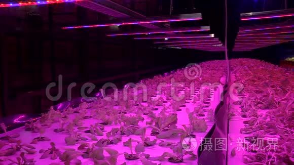 在特殊灯具下用水培植物生长视频