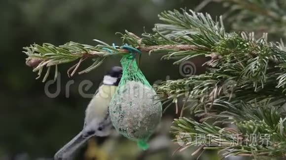 雄鸟麻雀在鸟肥球上寻找种子视频