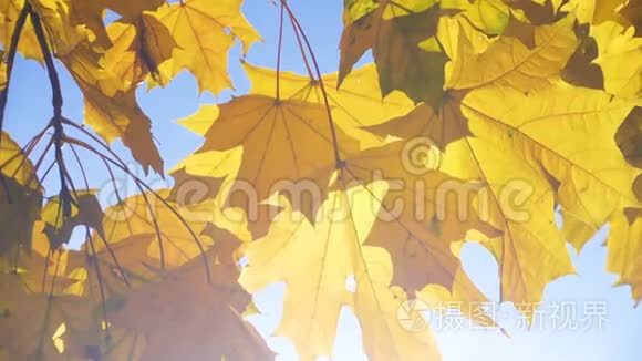 美丽的五彩缤纷的秋枫叶视频