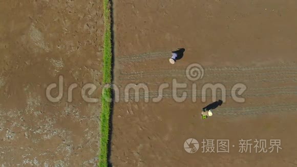 一群农民在大田上种水稻的航拍镜头.. 前往巴厘岛