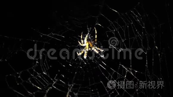 一只大蜘蛛晚上坐在网上。 一只蜘蛛猎捕昆虫喝他们的血