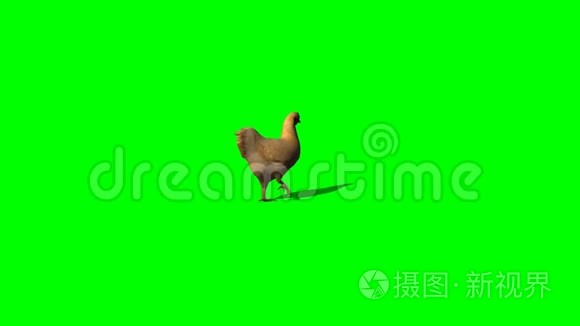 棕色鸡行走-绿色屏幕