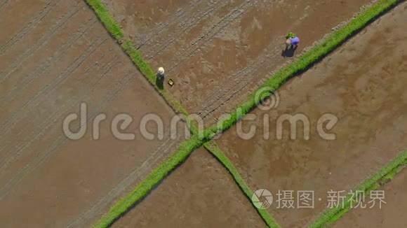 一群农民在大田上种水稻的航拍镜头.. 前往巴厘岛