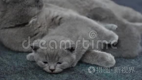 猫妈妈抱着她的小猫视频