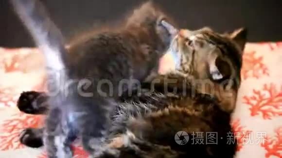 小猫和大猫的吻和舔在一起视频