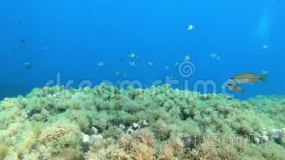 地中海海礁海洋生物.