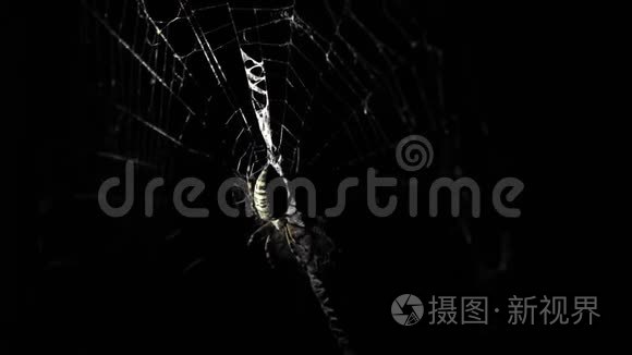 一只大蜘蛛晚上坐在网上。 一只蜘蛛猎捕昆虫喝他们的血