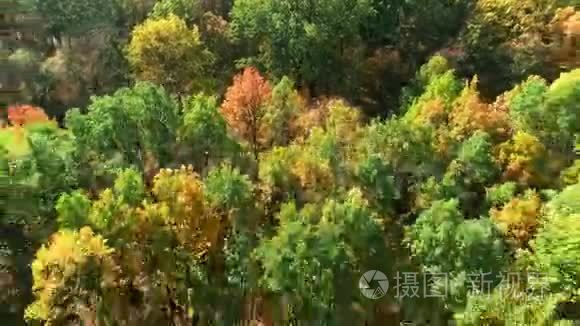 秋叶林树景观天桥.