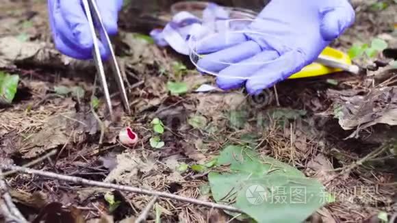 森林科学家生态学家采集植物样本