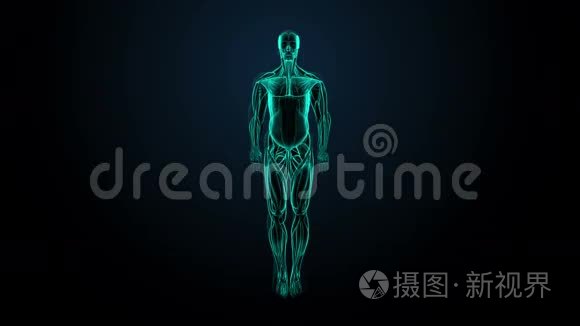 旋转人体肌肉系统，蓝色X射线光图像..