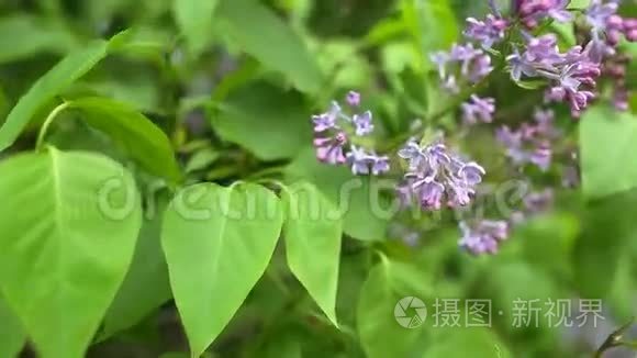 枝带春丁香花.