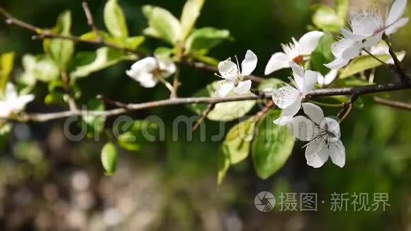 花树天樱花枝迎风盛开视频