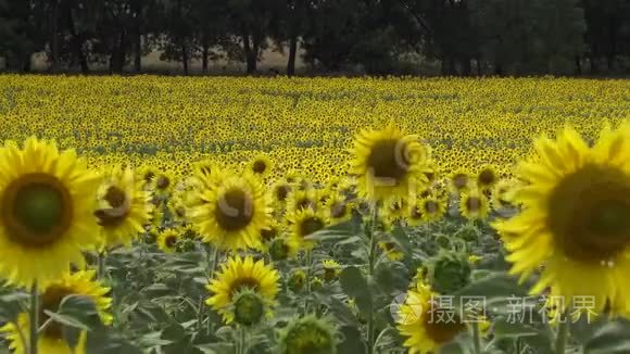 一片盛开的向日葵的田野.. 常见的向日葵海莲花..