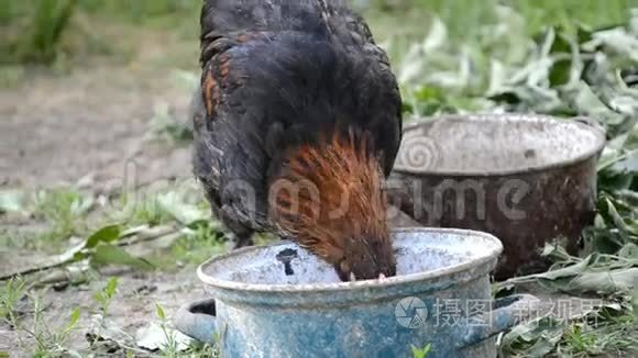 鸡在农场吃谷物视频