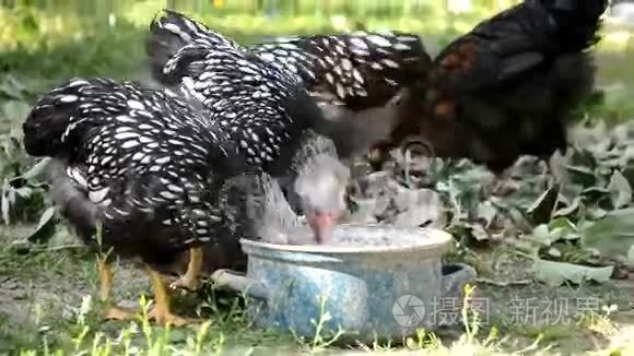 鸡在农场吃谷物视频