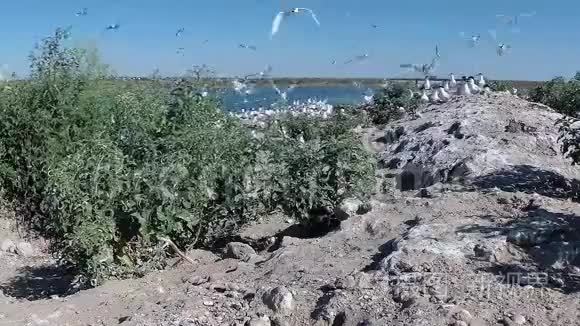 沙岛上一大群燕鸥中的幼鸟视频