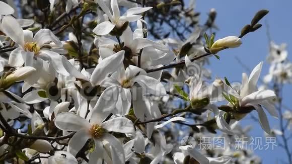 白玉兰花在风中颤动视频