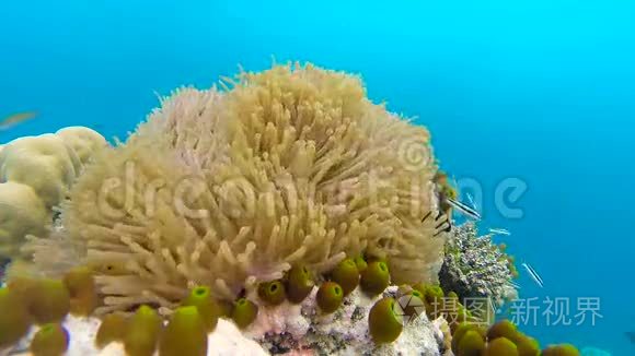 浅珊瑚礁上的海洋风光.. 水下海洋视频。 小鱼游得很快，被藻类所隐藏