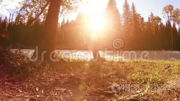 山河岸边的草甸。 有绿草，松树和阳光的景观.. 在机动滑块小车上运动。