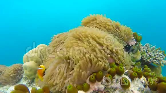 浅珊瑚礁上的海洋风光.. 水下海洋视频。 小鱼游得很快，被藻类所隐藏