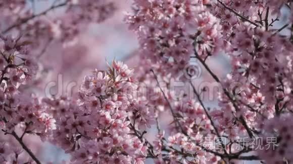 春天的粉红色花树