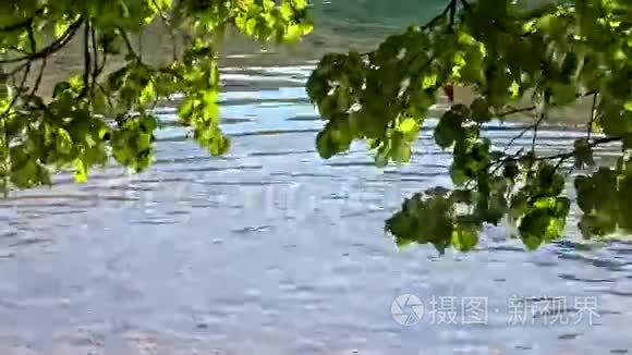 克罗地亚普利特维兹湖上的鸭子视频