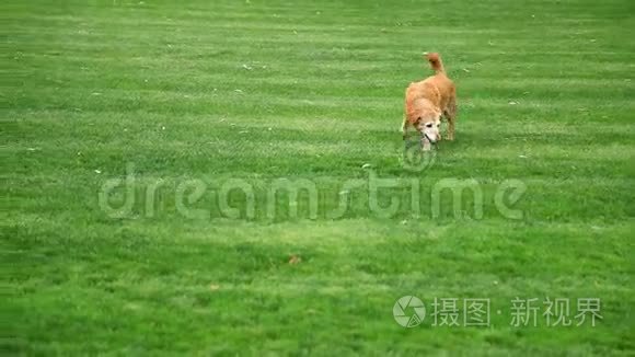 狗在草坪农村地区视频