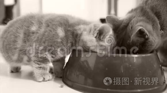 小猫从碗里吃宠物食物